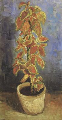 Vincent Van Gogh Coleus Plant in a Flowerpot (nn04)